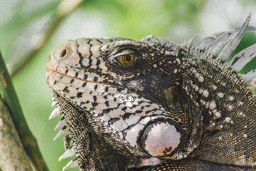 Fototapeta premium An amazing photo of an iguana's head among the foliage. High detail lizard.