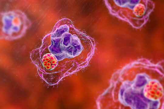 Ehrlichia bacteria morula within macrophages, 3D illustration