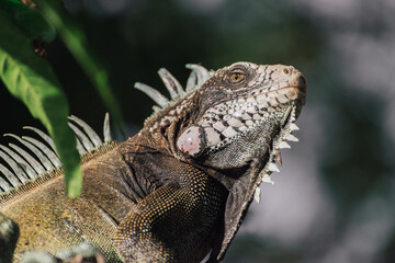 An amazing photo of an iguana on a tree among the foliage. High detail lizard.