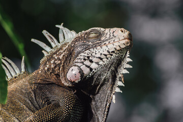 An amazing photo of an iguana's head among the foliage. High detail lizard.
