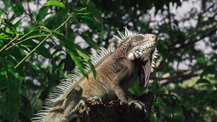 Amazing photo of an iguana on a tree basking in the sun. High detail lizard.