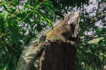 Amazing photo of an iguana on a tree basking in the sun. High detail lizard.