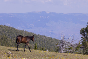 Wild Horse in the Pryor Moutnains Montana in Summer