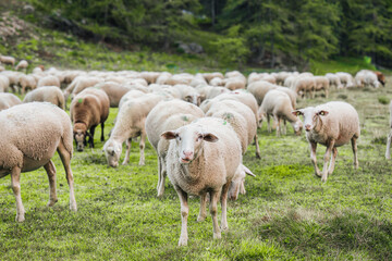 Obraz premium Herd of sheep grazing in grass field on pasture hill in countryside