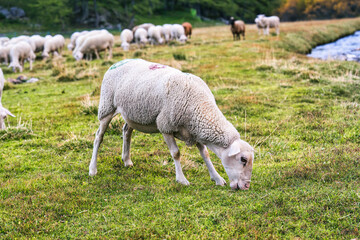 Obraz premium Herd of sheep grazing in grass field on pasture hill in countryside