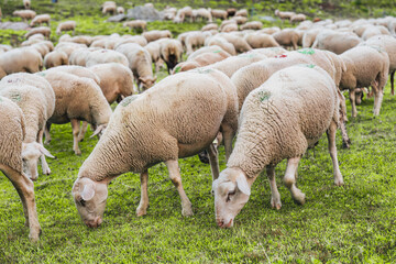 Flock of wooly sheep grazing on pasture