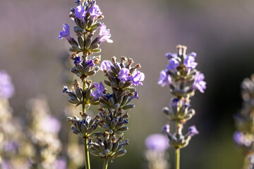 a bunch of lavender sprigs that have a beautiful purple color and the bouquets are small and bunched together on the stems. The stems are green and appear slightly fuzzy or hairy.