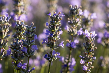 a bunch of lavender sprigs that have a beautiful purple color and the bouquets are small and bunched together on the stems. The stems are green and appear slightly fuzzy or hairy.
