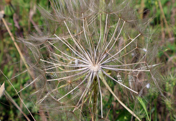 Détail de la fleur séche