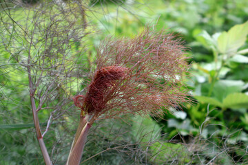 jeune pousse de fenouil