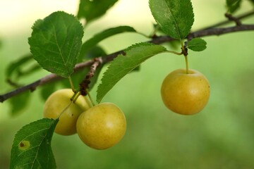 Close-up photography of a cherry plum branch with yellow fruits; Prunus cerasifera