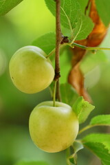 Close-up photography of a cherry plum branch with yellow fruits; Prunus cerasifera