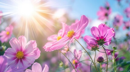 Fototapeta premium Pink cosmos flowers in full bloom with green leaves in the garden under the sunny sky