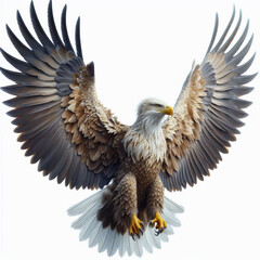 Fototapeta premium White-tailed eagle with open wings on a white background.