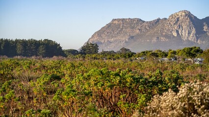 lush green field with a mountain range in the background under a clear blue sky in cape town