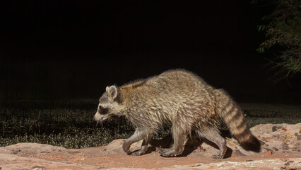 A raccoon walks at night on the sandstone at the edge of a small pond with it's fur wet from wading in the water while searching for food in the mountains of Southern Utah, USA.