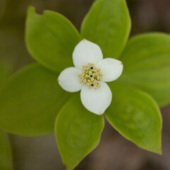 white blossom