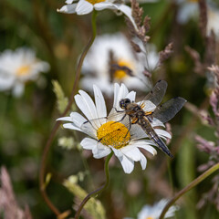 Four spotted chaser, dragonfly on a daisy.