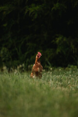 farm chicken extending their neck in a field
