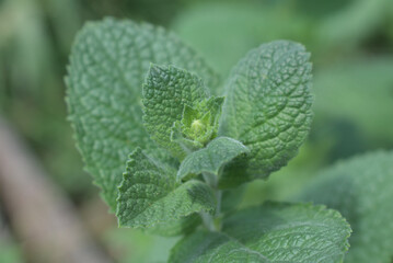 Close up of mint leaves freshly grown in a garden within a farm