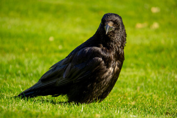 Obraz premium Raven looking very mystical in the grass in a Summer day 