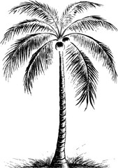 Palm tree isolated in black and white colors, scratched or linocut styled. Coconut palm element