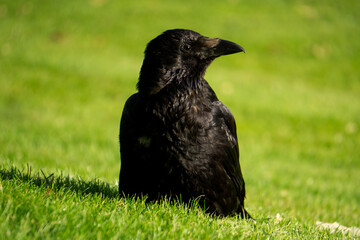 Raven looking to the right while checking ouut ist surroundings
