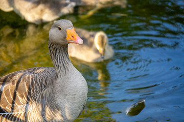 Goose standing infront of ist children
