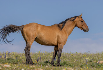 Obraz premium Wild Horse in Summer in the Pryor Mountains Montana