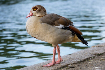 Goose standing in the park
