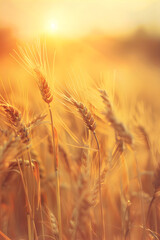 Fototapeta premium Field with wheat. Grain harvest. Banner for Lughnasa celebration. World Bread Day concept. 
