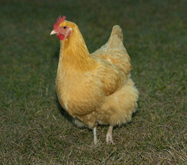 Bright yellow and gold buff Orpington chicken hen.