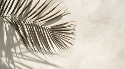 Obraz premium Palm leaf is cast on a clean surface, creating an elegant overlay