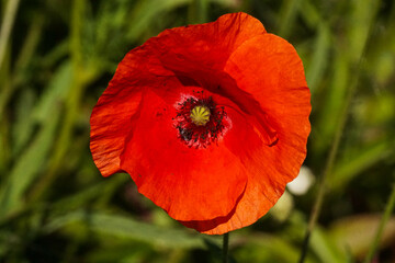 Fototapeta premium Mon Blume in der Sonne