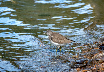 Least sandpiper (Calidris minutilla) on the shores of the Lower Dewey Lake, Skagway, Alaska, USA