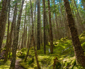Lush green moss fields covering the ground under the tall trees of the rain forests of Skaway, Alaska, USA