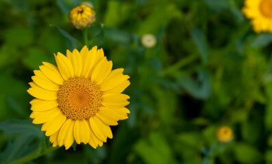 Glebionis segetum, Chrysanthemum segetum, common names include corn marigold and corn daisy