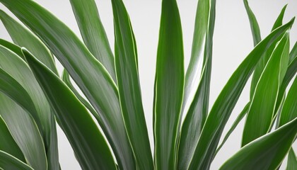 Modern Fashion Leaf Illustration in a Contemporary Living Room