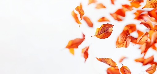 Pumpkin and fall leaves on a white background