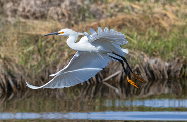 A Snowy Egret gliding beautifully over a lake close to the banks, viewed at close range.
