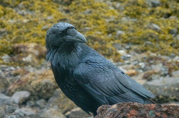 Closeup of a huge raven (Corvus corax) on the beach of Icy Strait Point, Hoonah, Alaska, USA