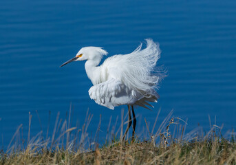 A Snowy Egret fluffing its beautiful wispy feathers during the breeding season close to the shore of a deep blue lake.