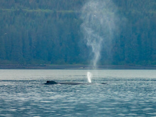 Humpback whale surfacing near the shore, Icy Strait Point, Hoonah, Alaska, USA.