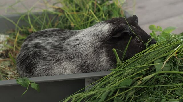 The cautious guinea pig shows selectivity in eating leaves with dew. It seems to enjoy the extra moisture, but carefully chooses the least wet parts of the plant.