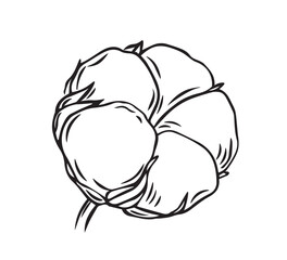 Cotton plant flower drawn with lines isolated on white background. Vector graphics of a simple drawing. fluffy bud on a branch - material for making textiles.