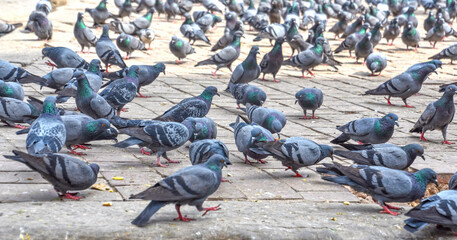 many pigeons are fed on the street