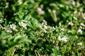 strawberry bushes with white flowers, summer