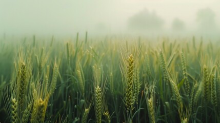 Abstract background of green young wheat ear in field