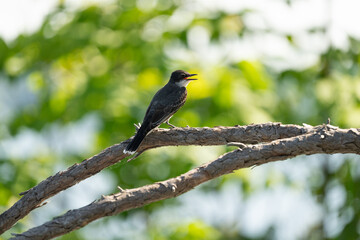 Eastern kingbird perched atop a tree branch. Tyrannus tyrannus