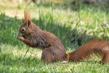 Fressendes Eichhörnchen auf der Wiese